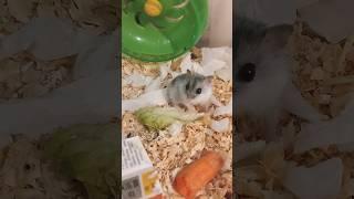 Джунгарик . Бусинка . #djungarian #hamsterbabies #хомяк #хомка #джунгарскийхомяк