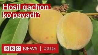 Дунё ва ўзбеклар: Боғбоннинг боғи обод бўлиши учун нима керак? Янгиликлар - BBC News O'zbek