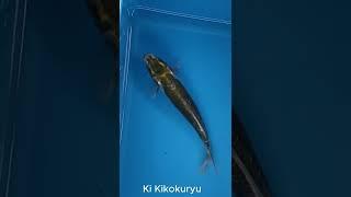 11 - 12 inch Koi