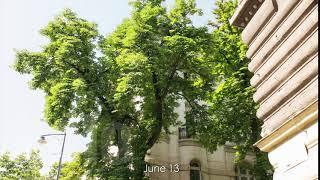 Full year of a Conker Tree in Time-Lapse