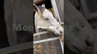 ~ #Horse/money ~ 𝐌𝐨𝐧𝐞𝐲 𝐭𝐚𝐥𝐤𝐬 *𝐧𝐞𝐢𝐠𝐡𝐬*(𝐦𝐲 𝐬𝐨𝐮𝐧𝐝!)