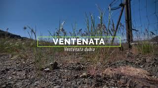 Ventenata