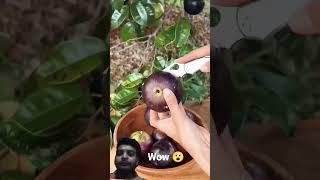 Wow what fresh and delicious fruits 🫐🫒 #shorts #nature #fruits