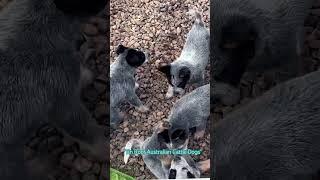 Tin Roof ACD Pups- BLUEHEELERS 2023 August 05  #australiancattledog #acd #blueheeler #tinroofacd