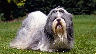 SHIH TZU BARKING - SHIH TZU HOWLING AND BARKING COMPILATION 2016