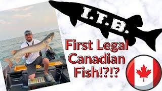 Was This the First Legal Canadian Musky by an American in 2 Years?