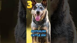 5 Best Dogs for Camping in the Forest at Night #dogcamping