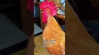 # Big Rooster #Cute Pet #You're So Beautiful, Chicken# Bizarre Animal Behavior
