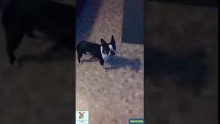 OMG It's DOG video is SO CUTE #Shorts #funnydogs #petlover #crazydogs #animalmate #itdog #smilingdog