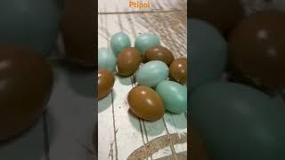 Муляж куриного яйца, Пластиковое куриной яйцо для кур-несушек, искусственное подкладное яйцо