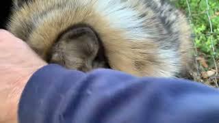 Fox Tales Florida foxy check in