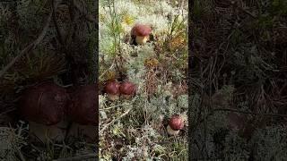 Грибник ПРИОТКРЫЛ МОХ и БЫЛ в ШОКЕ, увидев ЭТО‼️ Чуть В ОБМОРОК НЕ УПАЛ, обнаружив ИХ!