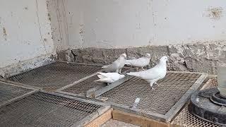 Голубям удобства, Особенно что-бы наши голуби не болели #güvercinlerim #uzbekistan #Pigeons