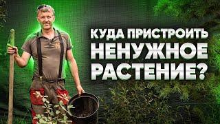 ЧТО ДЕЛАТЬ С РАСТЕНИЕМ, КОТОРОЕ МЕШАЕТ НА УЧАСТКЕ? Как пересадить растение на участке?