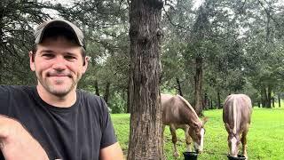 Working horses with Jim don’t be fooled