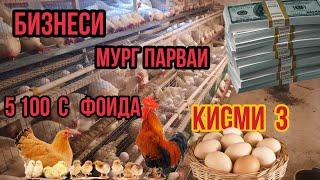 БИЗНЕСИ МУРГ ПАРВАРИ  КИСМИ  3