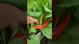 Picking mustard greens at the garden