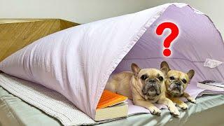 What Happens When Sneaky Dogs Are Home Alone In Summer | BULLDOG MIRROR Ep.1