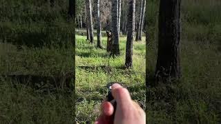 SABRE Bear Spray Used on a Black Bear Caught on Camera #bearsafety