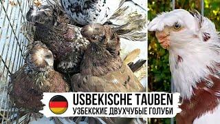 Узбекские двухчубые голуби Германии | Кадры из форума-выставки (Werlte, Germany) Usbekische tauben