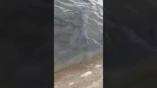 Oar Fish  sa  Compostela Cebu phillipines