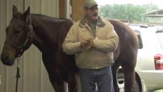 Horse Massage using the Bladder Meridian: Relaxing the Horse using The Masterson Method