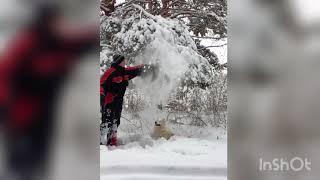 Самоед зимой