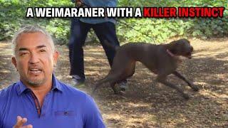 My Toughest Test Yet - A Weimaraner With A Killer Instinct | Cesar 911 Season 2, Ep. 10