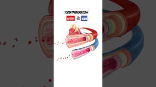 Artery and veins, blood circulation,..... #study #heart #like #shorts #video #body #parts #animation