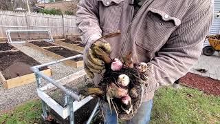 Cleaning Soil Off Of Your Canna Lily Rhizomes 2023
