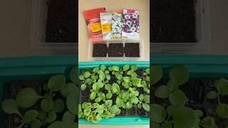 30 дней Рассада петунии.как выглядит рассада #petunia#рассадапетунии#дача#огородкруглыйгод