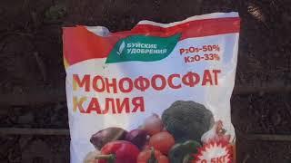 ПОДКОРМКА ТОМАТОВ ОТКРЫТОГО ГРУНТА В ФАЗЕ ОБРАЗОВАНИЯ ПЛОДОВ. Ольга Чернова.