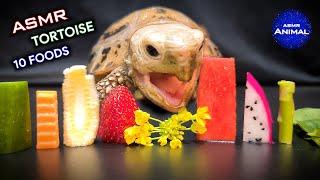 ASMR Mukbang Eating 10 Foods  Turtle Tortoise 142