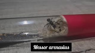 Messor arenarius | AntOnTop