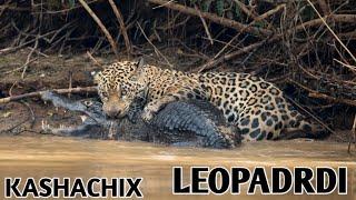 GEPARD  HAQIDA.DUNYODAGI JUDA UDDABURON YIRTQICHLARDA  BIRI LEOPARD