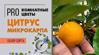 Цитрус Микрокарпа - сезонное комнатное растение | Цитрофортунелла | Правильный уход за цитрусом