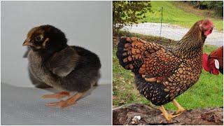 From Wyandotte Chick to Adult Hen | Timelapse Chicken Transformation