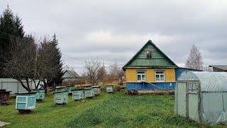 Арзон Уй, Асал ариси билан, Дарё буйида, Ери катта Россия Великие Луки