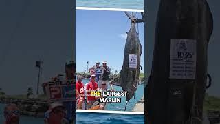 1,502 Pound Behemoth Marlin Caught! #fishing #marlin #fish #ocean #animalsoftiktok #animals