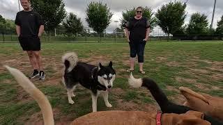 Bear (the dog) attacks pit bull that gets too close to his owner.