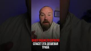 Вашу поджелудочную спасет эта трава