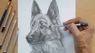 Drawing a german shepherd dog with loomis method in graphite pencil