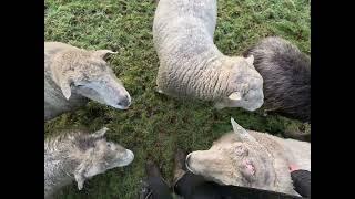 Morning Sheep Time 26 Dec 2024