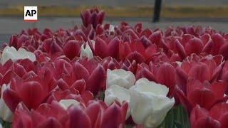 The Netherlands gifts 100,000 tulips to the Ukrainian city of Lviv