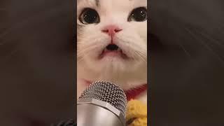 cute cat singing song  #shorts #cat #trending