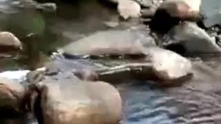 гр самур- сельминаз