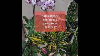 На что обратить внимание при покупке растения в цветочном магазине. Адаптация Голландских цветов Ч.1