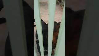 Aggressive Rottweiler