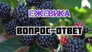 Ежевика для новичков