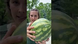How to pick the best watermelon #homestead #homesteading #howto #watermelon